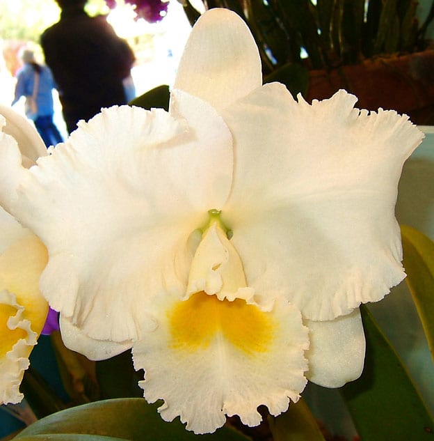 C. Earl'Imperialis' - カトログ !! ~ カトレヤ交配種のブログ C. Earl'Imperialis' - カトログ !! ~ カトレヤ交配種のブログ