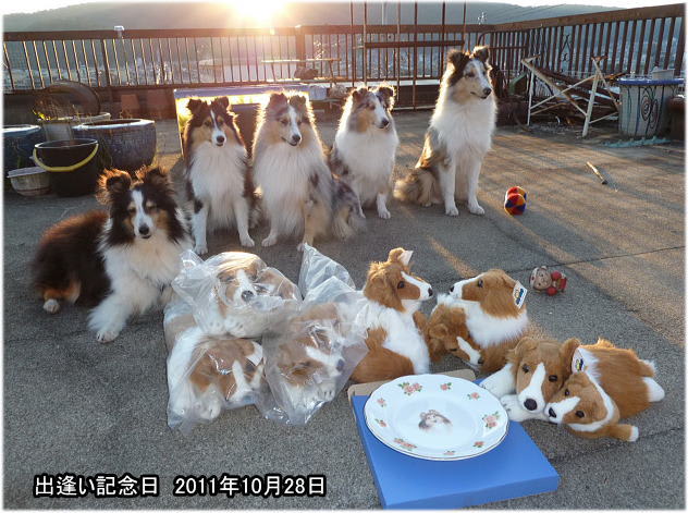 コリー犬 ？ぬいぐるみ 夫婦 兄弟 親子 可愛い シェルティ 伏せ