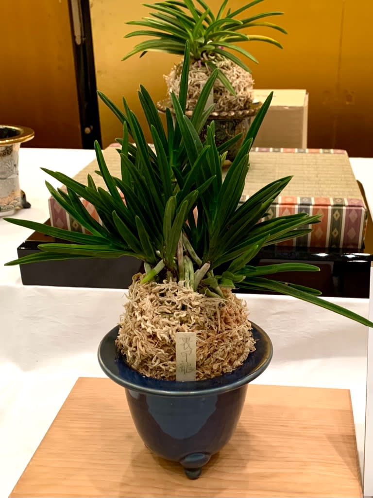日本富貴蘭会全国大会の展示品 - 純風満蘭 富貴蘭・風蘭ブログ