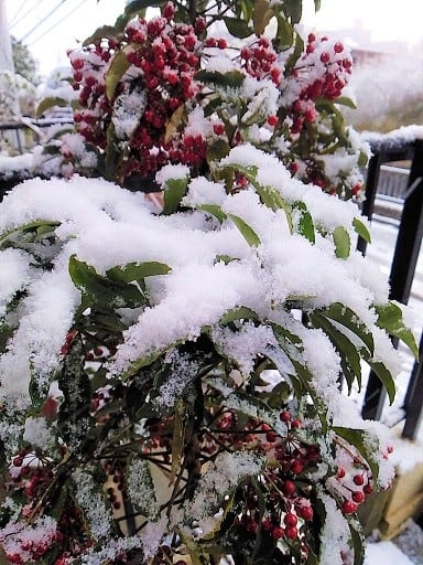 雪の名前 青い花