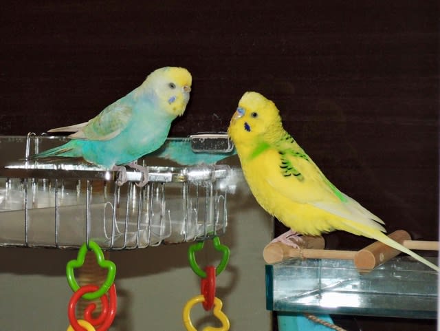 1862】ペッパーでカラフル - セキセイインコに乗っ取られた