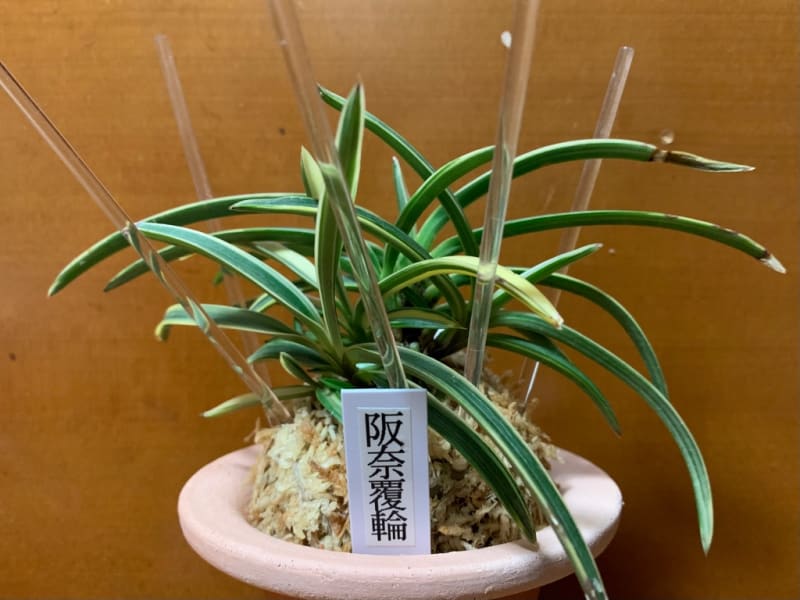 阪奈覆輪 - 純風満蘭 富貴蘭・風蘭ブログ 着生蘭よもやま話 阪奈覆輪 - 純風満蘭 富貴蘭・風蘭ブログ 着生蘭よもやま話