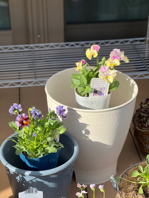 ビオラの寄せ植え[アクア(プランターver]玄関先 フラワーギフト