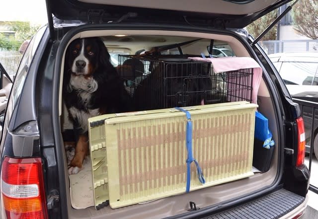 大型犬２頭 車の乗せ方 アイガー サンディと一緒