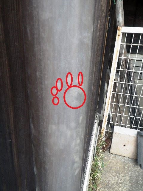 これがハクビシンの足跡 天井裏でゴソゴソ音がしたらご注意 拓栄建設株式会社 社長のブログ これがハクビシンの足跡 天井裏でゴソゴソ音がしたらご注意 拓栄建設株式会社 社長のブログ