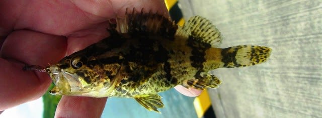 クジメ：一人で釣れるもん！の巻 釣査81種目 - 私魚人（あいう
