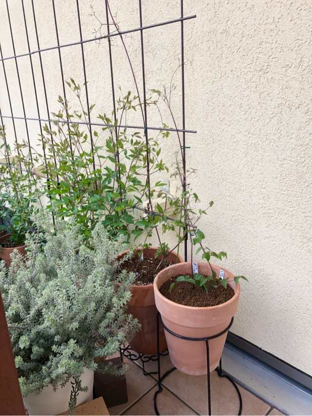 バーバラハーリングトンふた株植え - 雑木と宿根草とクレマチス