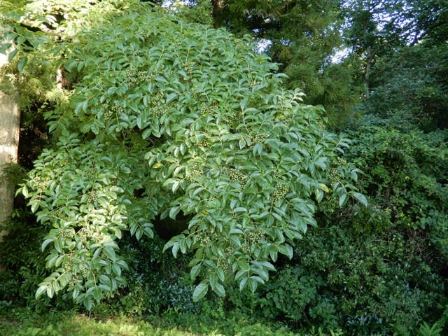 樹木（キハダ 黄膚） - 植物大好き♫ 出会い・ときめき・癒し Ⅰ