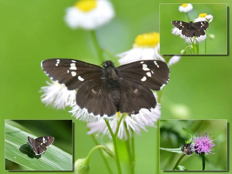 セセリチョウ科の仲間たち - 越中富山いろいろ紹介