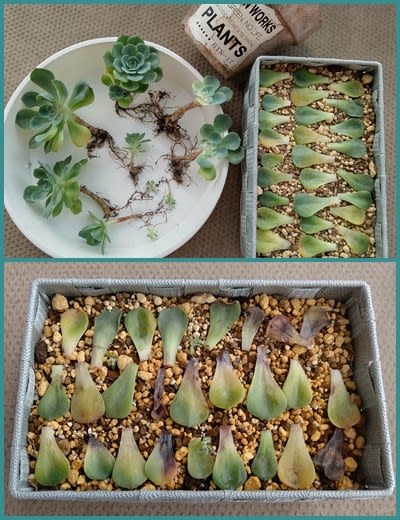 多肉植物3(七福神) - マドンナのナイショ話 多肉植物3(七福神) - マドンナのナイショ話