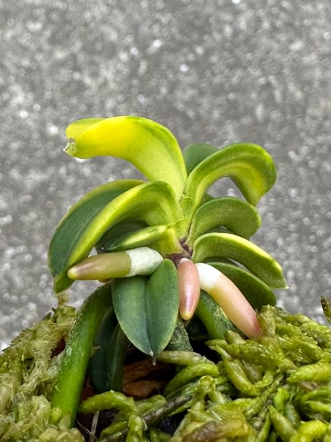 富貴蘭 黄玉聖の縞