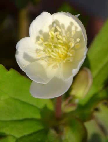 クピド　二輪草鉢植え クピド 二輪草鉢植え 八重咲きニリンソウ（二輪草） 『銀杯