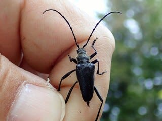カタキカタビロハナカミキリ - こんちゅう探偵団