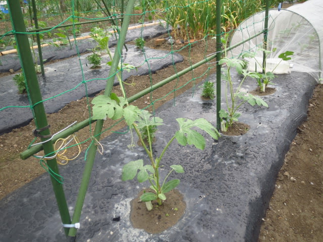 スイカの摘心 大好き 野菜の時間