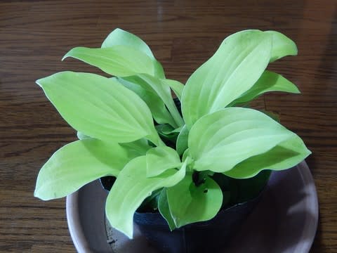登場! ギボウシ（花が咲き始めました） - 植物大好き♫ 出会い フラワー・ガーデニング