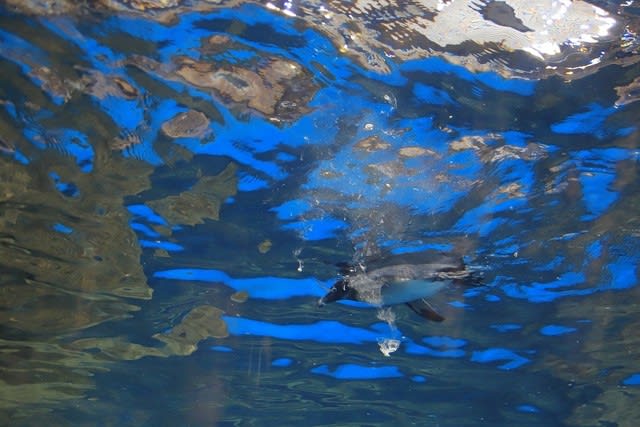 小雨の中を京都水族館へ お気楽風見どり