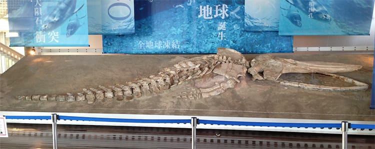 ペルー 彩色土器 クジラ インカ