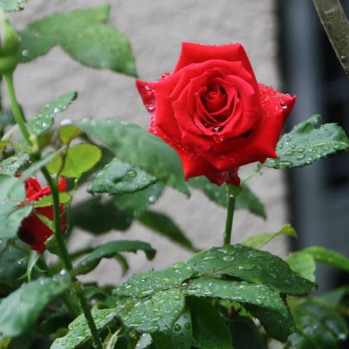 葡萄紅と深紅のバラ、そしてブルーデージー - ＊ m's small garden ＊ ＜milky-mamaの小さな庭＞