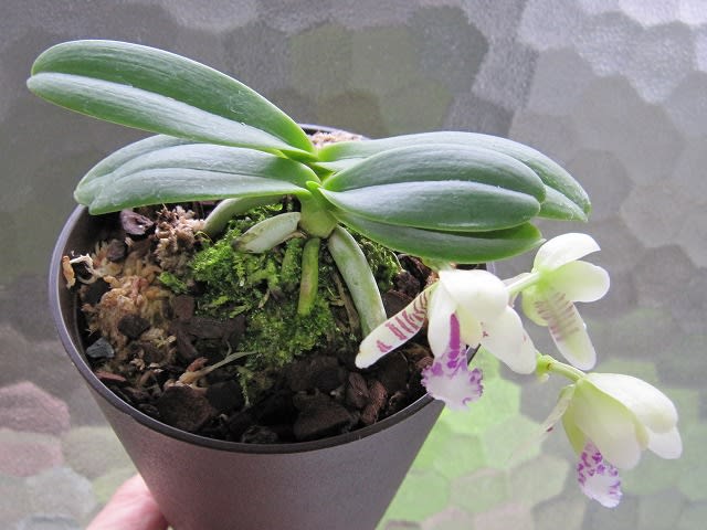 名護蘭 Phalaenopsis japonica - 蘭すきです 開花記録