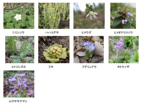 4月の花 玉川上水 花マップ 4月の花 玉川上水 花マップ
