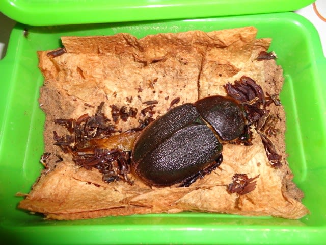 DHHヘラクレスオオカブトの羽化 - 愛・里山 ～クワガタ