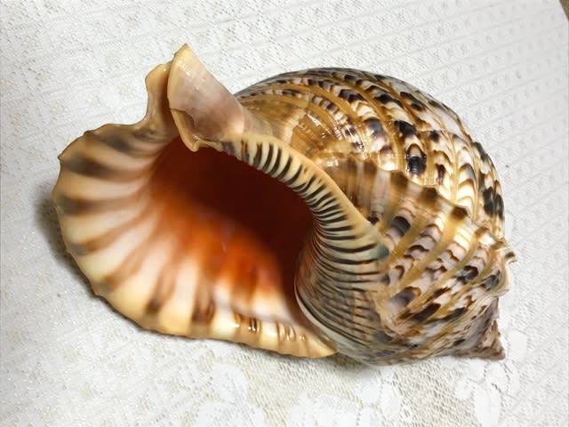 法螺貝・歌口付 サイズ41cm-43cm 天台タイプ（法螺貝 楽器