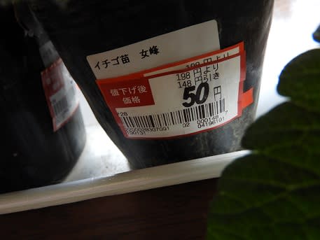 処分品50円の苺が実った！ - あんな話こんな話
