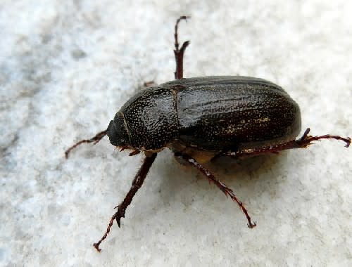 昆虫観察、甲虫目総集編、コガネムシ科、カミキリムシ科、他 昆虫観察、甲虫目総集編、コガネムシ科、カミキリムシ科、他