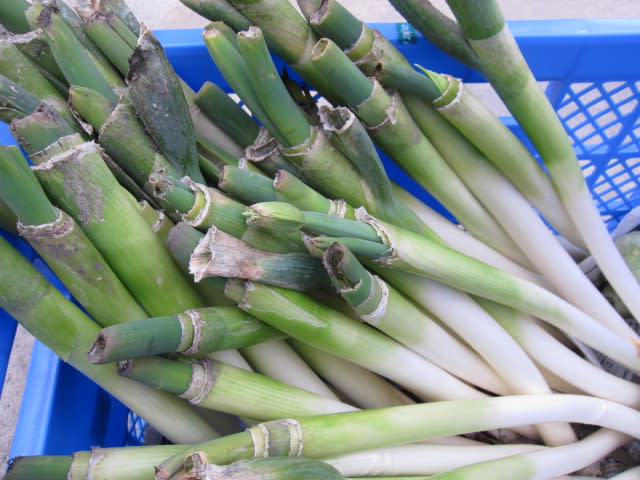 上質で快適 規格外の白ネギ - ”農”と言える！？ 野菜