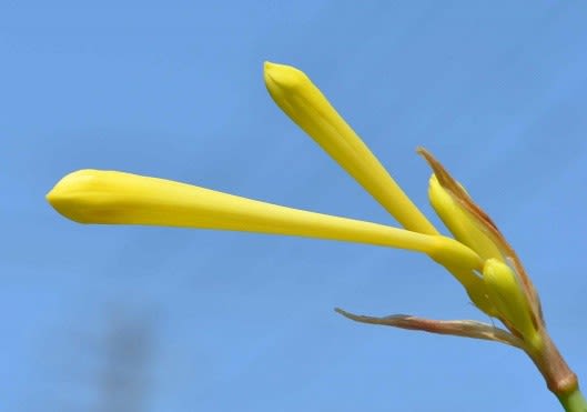 キルタンサスの花（２） 黄色花 - Koba の庭～春夏秋冬