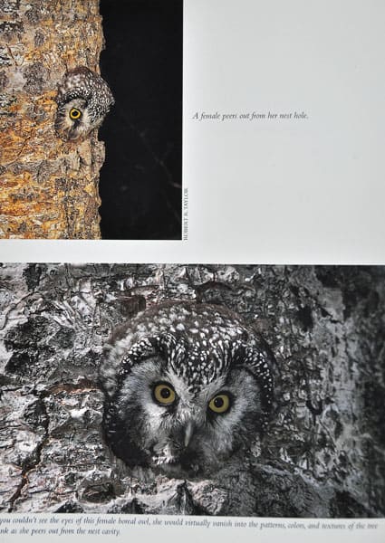 Ｂｏｒｅａｌ Ｏｗｌ キンメフクロウ - 清水正廣のバードカービング・アート