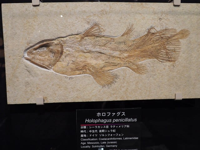 城西大学水田記念博物館大石化石ギャラリーで魚の化石等を観た。 - ≪手を動かさねばっ！≫