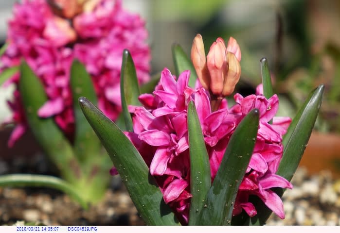 ヒヤシンス 赤い花 庭の花 都内散歩 散歩と写真