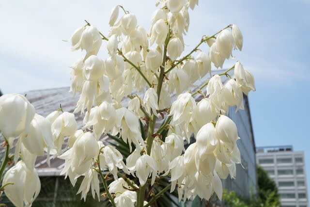 夏の花:イトラン - 田舎へ行ってご/見てご! 夏の花:イトラン - 田舎へ行ってご/見てご!