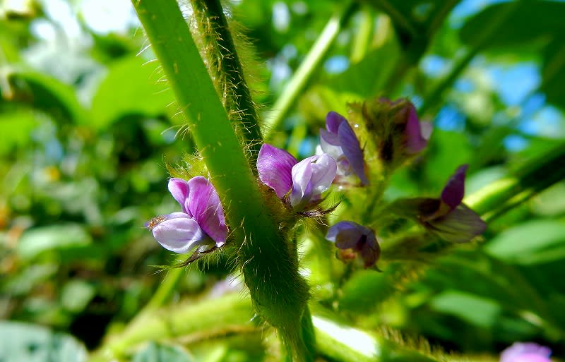 ダイズ 大豆 枝豆 の花 里山の花