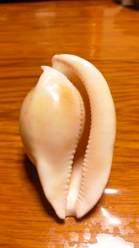 ウスアカネダカラ - obugyoのまったり生活日記 ウスアカネダカラ - obugyoのまったり生活日記