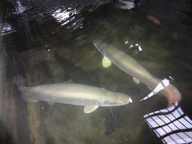 熱帯魚最新入荷（ピラルク入荷！） | 株式会社リオ｜熱帯魚