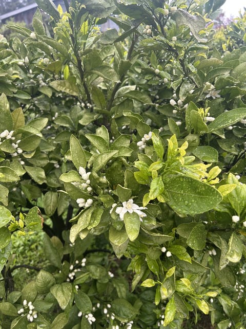 みかんの花が（＾＾）咲いてきました（＾＾） - （関口観光農園