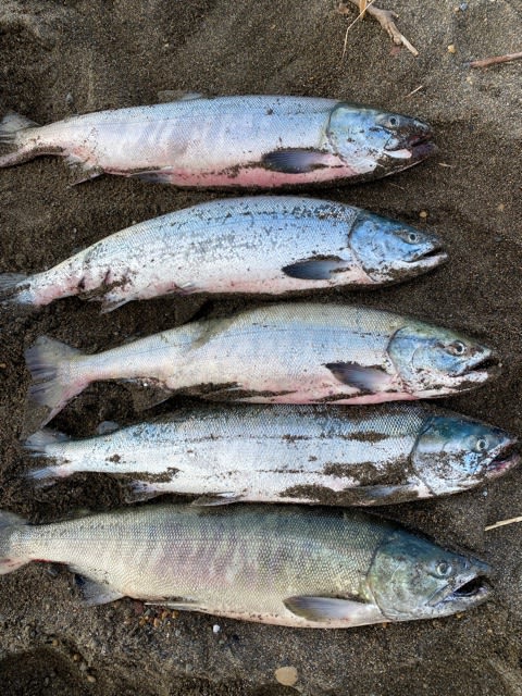 サケ釣りのタックルについて | 積丹遊漁船 Atuy（アトゥイ）