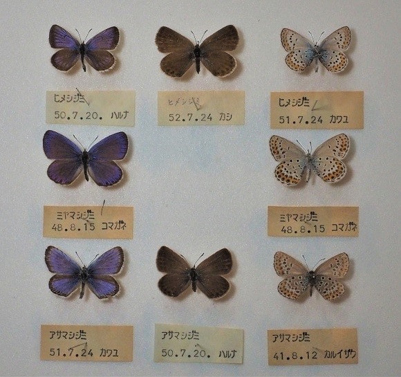山野で見た蝶（３）ヒメシジミ、ミヤマシジミ、アサマシジミ - 軽井沢