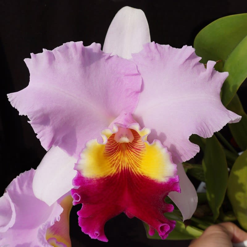 Rlc. Kobe Star'Pearl Bridge' - カトログ !! ～ カトレヤ交配種