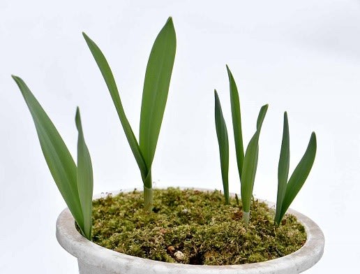 鉢植えの「スノードロップ」 - Koba の庭～春夏秋冬