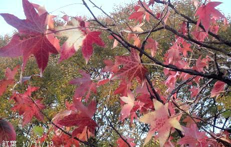 モミジバフウ　アメリカフウ　8株まとめ モミジバフウ アメリカフウ 8株まとめ モミジバフウ Liquidambar