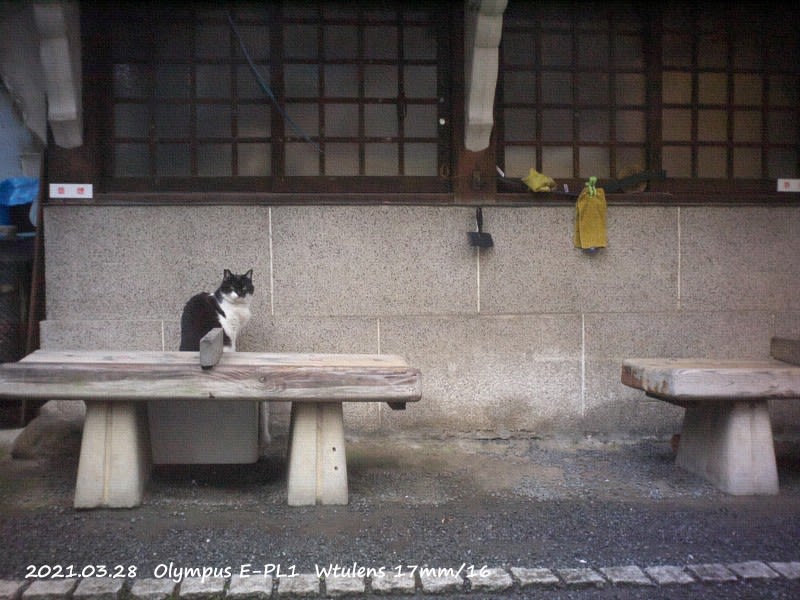 AVENON P.H AIR LENS - ねおん写真記 AVENON P.H AIR LENS - ねおん写真記
