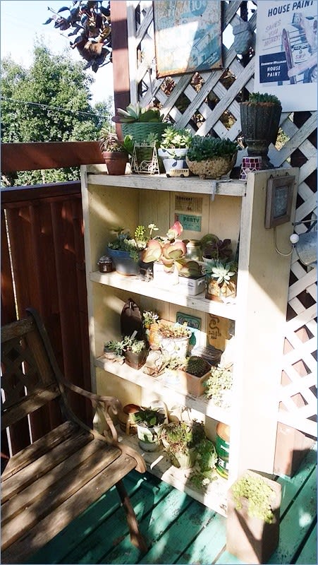あ”--っ!多肉棚がーっ! - * m's small garden * <milky あ”--っ!多肉棚がーっ! - * m's small garden * <milky