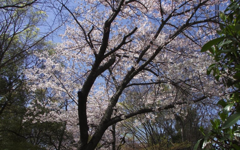 02年春の風景の壁紙 計6枚 壁紙 日々駄文