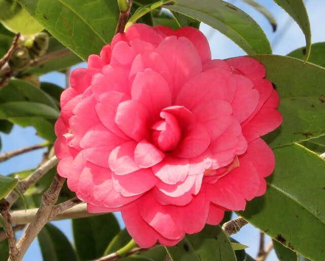 赤い椿 白い椿 - 沖縄の四季の花 赤い椿 白い椿 - 沖縄の四季の花
