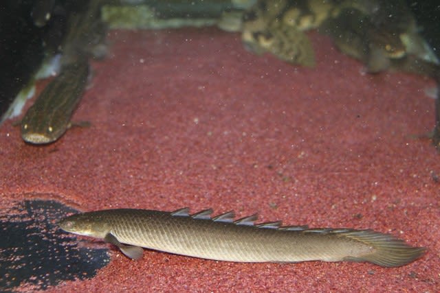 セネガルス - 静岡市の熱帯魚専門店（大型魚・古代魚・珍魚