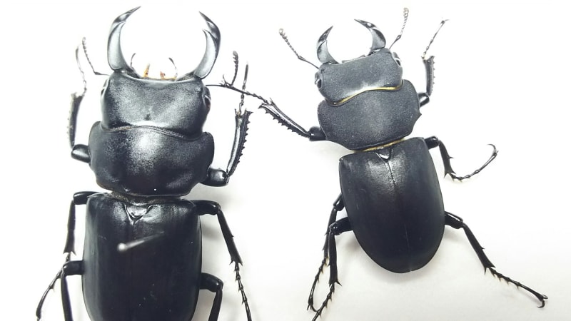キュウシュウヒメオオクワガタ - クワガタ～スズメバチ等の覚書