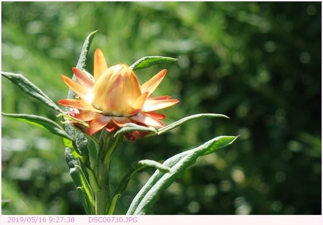 ムギワラギク〈麦藁菊〉 〈別名 ヘリクリサム〉 - 散歩写真 ムギワラギク〈麦藁菊〉 〈別名 ヘリクリサム〉 - 散歩写真